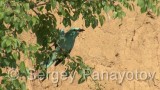 Video of European Roller - European Roller in nest period